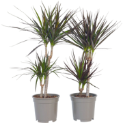 Dracaena Marginata - Set van 4 - Drakenbloedboom - Pot 17cm - Hoogte 7...