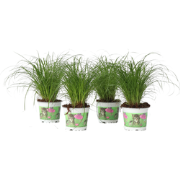 Cyperus - Set van 4 - Kattengras - Pot 12cm - Hoogte 30-40cm