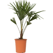 Trachycarpus Fortunei - Waaierpalmboom - Pot 21cm - Hoogte 65-75cm