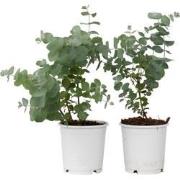 Eucalyptus Pulverulenta 'Babyblauw' - Set van 2 - Pot 13cm - Hoogte 25...