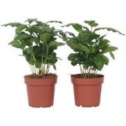 Coffea arabica - Koffieplant - Set van 2 - Pot 12cm - Hoogte 25-40cm