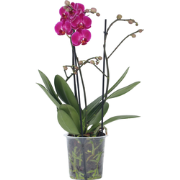 Phalaenopsis Multiflora - Orchidee Paars - Pot 12cm - Hoogte 35-45cm