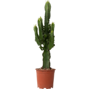 Euphorbia Eritrea - Set van 2 - Cowboy Cactus - Pot 17cm - Hoogte 50-6...