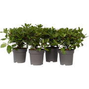 Viburnum Tinus - Set van 4 - Sneeuwbal - Pot 17cm - Hoogte 25-40cm