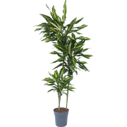 Dracaena fragrans Cintho - Drakenboom - Pot 24cm - Hoogte 140-150cm