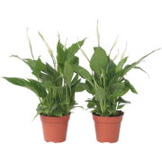 Spathiphyllum 'Lepelplant' - Set van 4 - Pot 12cm - Hoogte 30-40cm