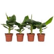 Musa 'Oriental Dwarf' - Set van 4 - Bananenplanten - Pot 12cm - Hoogte...