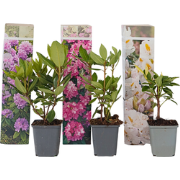 Rhododendron - Mix van 6 - Paars wit roze - Tuinplant - Pot 9cm - Hoog...