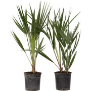 Chamaerops Humilis - Set van 2 - Europese Dwergpalm - Pot 15cm - Hoogt...