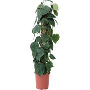 Philodendron 'Scandens' - XXL op mossstok - Pot 27cm - Hoogte 150-160c...