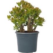 Crassula ovata Sunset - Vetplant - Kamerplant - Pot 30cm - Hoogte 55-6...