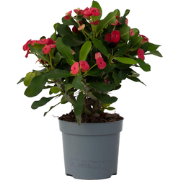 Euphorbia Milii - Christusdoorn - Kamerplant - Vetplant - ?13cm - Hoog...