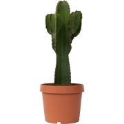 Euphorbia Ingens 'cowboycactus' XL - cactus - pot 24cm - hoogte 85-95c...