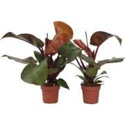 Philodendron 'Sunlight' - Set van 2 - Pot 12cm - Hoogte 20-30cm