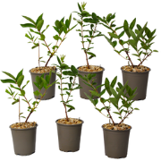 Lonicera kamtchatica - Set van 6 - Honingbes - Pot 9cm - Hoogte 25-40c...