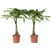 Pachira aquatica 'Geldboom' - Set van 2 - Pot 17cm - Hoogte 60-70cm