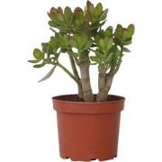 Crassula ovata Minor - Vetplant - Kamerplant - Pot 17cm - Hoogte 30-35...