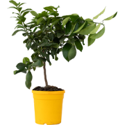 citrus limon - Citroenboom - Pot 19cm - Hoogte 60-70cm