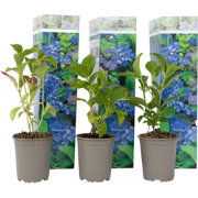 Hydrangea macrophylla - Blauw - Set van 6 - Hortensia - Pot 9cm - Hoog...