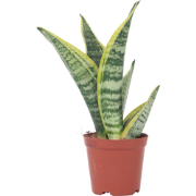 Sansevieria Laurentii - Vrouwentong - Pot 12cm - Hoogte 30-40cm