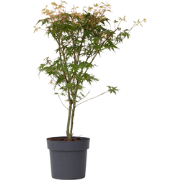 Acer palmatum 'Katsura' - Japanse Esdoorn - Pot 19cm - Hoogte 60-70cm