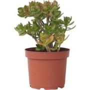 Crassula ovata Hobbit - Vetplant - Kamerplant - Pot 23cm - Hoogte 45-5...