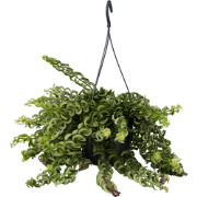 Aeschynantus Twister - Lippenstiftplant - Hangplant - Pot 15cm - Hoogt...