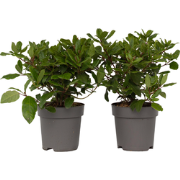 Viburnum Tinus - Set van 2 - Sneeuwbal - Pot 17cm - Hoogte 25-40cm