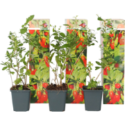 Lycium Barbarum - Set van 3 - Boksdoorn - Goji-bes - Pot 9cm - Hoogte ...