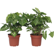 Syngonium 'Pixie' - Set van 2 - Pijlpuntplant - Pot 12cm - Hoogte 25-4...