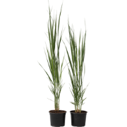 Panicum virgatum Northwind - Set van 2 - Siergrassen - Pot 23cm - Hoog...