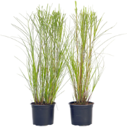 Miscanthus Gracilimus - Set van 2 - Siergrassen - Pot 23cm - Hoogte 40...