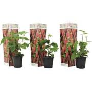 Rubus 'Tayberry' - Set van 3 - Tuinplant - Braamboos - Pot 9cm - Hoogt...