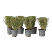 Stipa tenuifolia 'Pony Tails' - Set van 6 - Siergras - Pot 9cm - Hoogt...