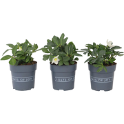 Helleborus Mont Blanc - Set van 3 - Tuinplanten - Pot 12cm - Hoogte 20...