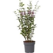 Syringa Bloomerang Dark Purple - Sering - Sierstruik - Pot 19cm - Hoog...