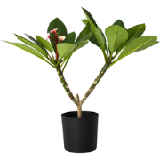 Plumeria Frangipani - Paars - Hawaii - Pot 17cm - Hoogte 55-70cm