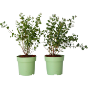 Eucalyptus Botanic Hearts - Set van 2 - Pot 15cm - Hoogte 40cm