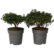 Rhododendron 'Azalea Anouk' - Set van 2 - Japans - Pot 17cm - Hoogte 2...