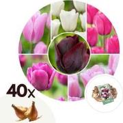 Tulipa Pastel Mix - Tulpenbollen x40 - Bloembollen