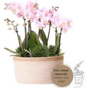 Kolibri Orchids | roze plantenset in Cotton Basket incl. waterreservoi...