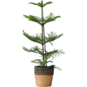 Araucaria Heterophylla - Inclusief mand - Kamerden - Pot 17cm - Hoogte...