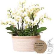 Kolibri Orchids | witte plantenset in Cotton Basket incl. waterreservo...