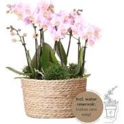 Kolibri Orchids | roze plantenset in Reed Basket incl. waterreservoir ...