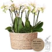 Kolibri Orchids | witte plantenset in Reed Basket incl. waterreservoir...