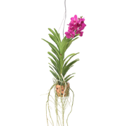 Vanda 'Botanica' in terracotta hangpot - Orchidee - Roze - ?12cm - Hoo...