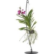 Vanda met standaard - Roze - Hoogte standaard 70cm