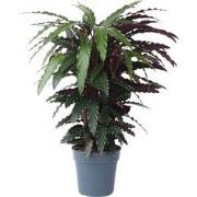 Calathea Wavestar XL - Pauwenplant, gebedsplant - ?27cm - Hoogte 85-95...