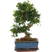 Carmona microphylla - Fukien Bonsai S-Shape boom - Hoogte 20-30cm - Po...