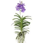 Vanda Magic XXL - Koningsblauw - Hoogte 90cm